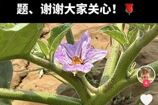 邵化谦：CBA应放开外援政策至4节12人次 国内球员打不了就去NBL